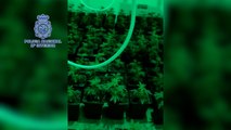 Policía Nacional incauta 305 plantas de cannabis