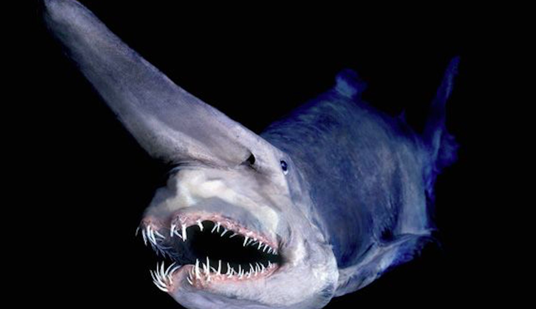 Goblin Shark Jaw Facts: Profile, Traits, Range, Lifespan, Size