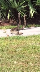 Rattlesnakes on the Sidewalk