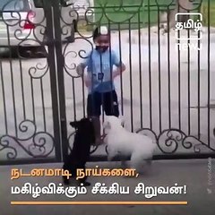 Little Sikh Boy Teases Dogs With Some Bhangra Moves