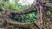 Amazing ‘Living Root Bridges’ Connect Isolated Towns in India