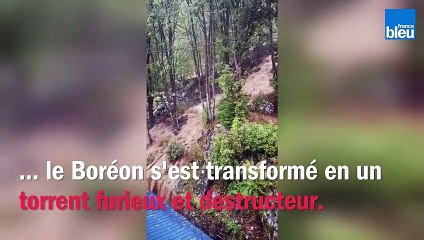 Mélanie a découvert l'un des loups du parc Alpha mort et raconte "l'apocalypse"