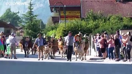 Австрия: альпийские пастбища в опасности