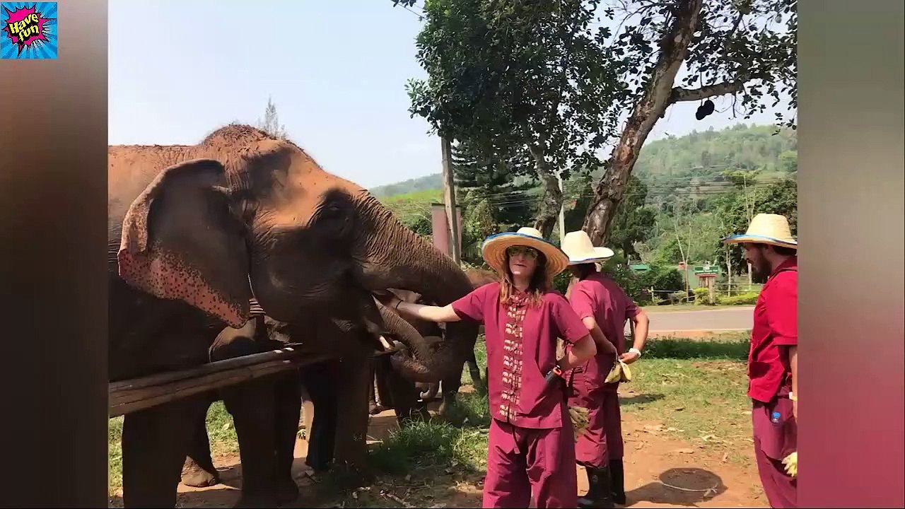 TRY NOT TO LAUGH - Funnest Baby Trolling With Animals - Best Trolling of the Week