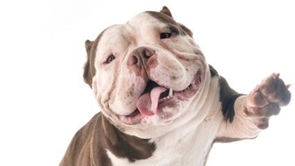 Your Dog Loves You. Your Face? Not So Much