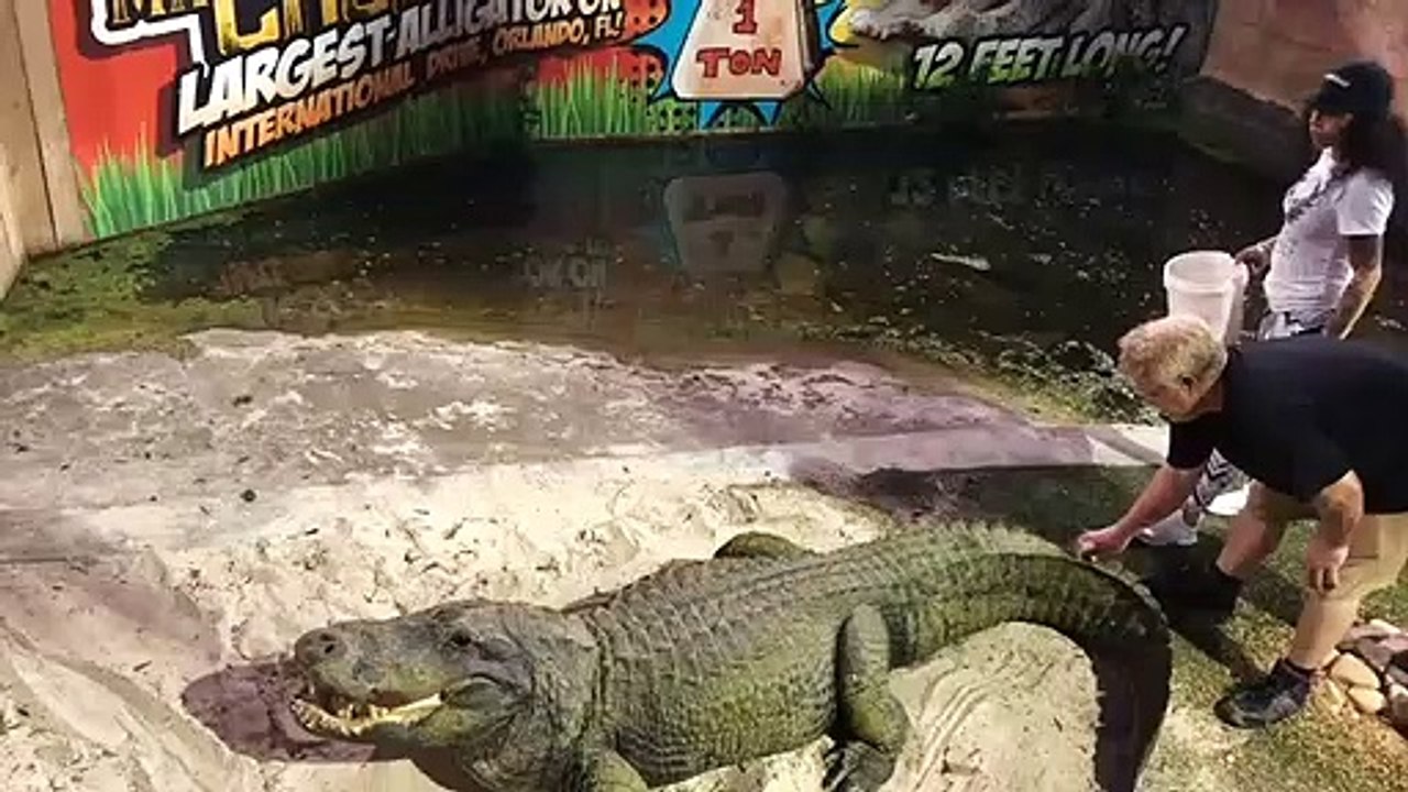Elle va réaliser que la queue d'un alligator es...