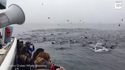 Quand une baleine apparait au milieu d'un banc de lions de mer
