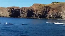 Beautiful Whales in Guanacaste, Costa Rica