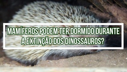 Mamíferos podem ter dormido durante a extinção dos dinossauros?