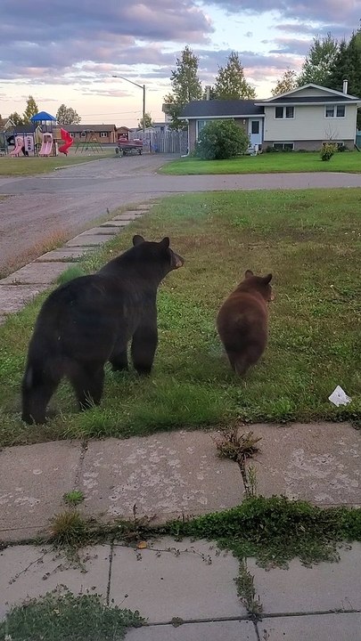 Bear Stands Right Outside the Door