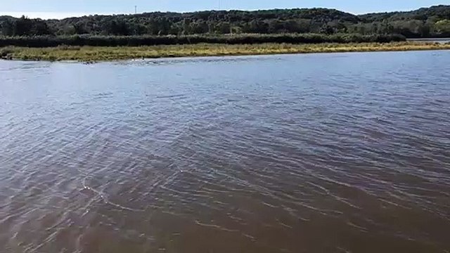 Crazy fishes jump out of water when they see a boat VID ID - VIDID