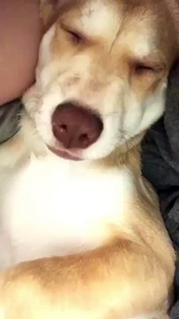 cute dog sleeping VID ID - VIDID