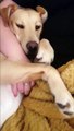 dog having cuddles with mummy VID ID - VIDID
