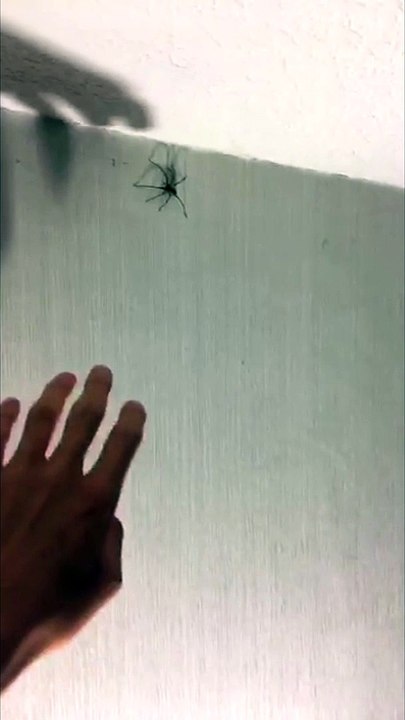 Guy scared of touching this spider VID ID - VIDID