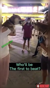 Deux chiens très chauds pour se battre... Ah non