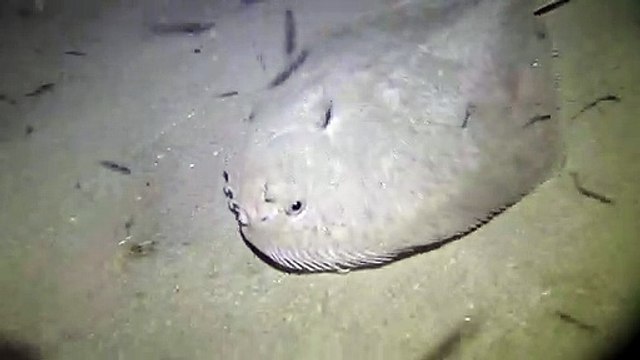 Cet animal est le roi du camouflage