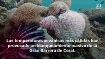 La mitad de la Gran Barrera de Coral ha muerto debido al calentamiento global