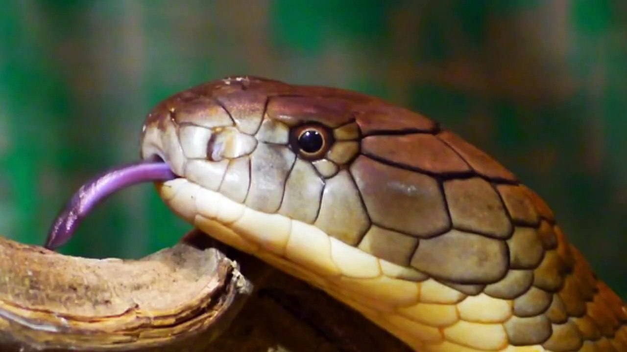 King Cobra Vs Black Mamba Who Will Win? An Analysis