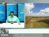 Fortalecen Plan de Siembra Ciclo Invierno 2020 con cosecha de 190 mil hectáreas de maíz en Guárico
