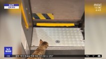 [이슈톡] 기차표 없이 무임승차했다 쫓겨난 고양이