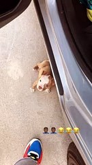 Adorable Puppy Thinks He's Stealthy