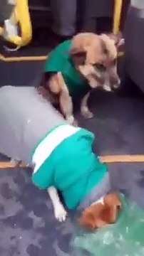 Perritos callejeros son 'contratados' en empresa de transporte