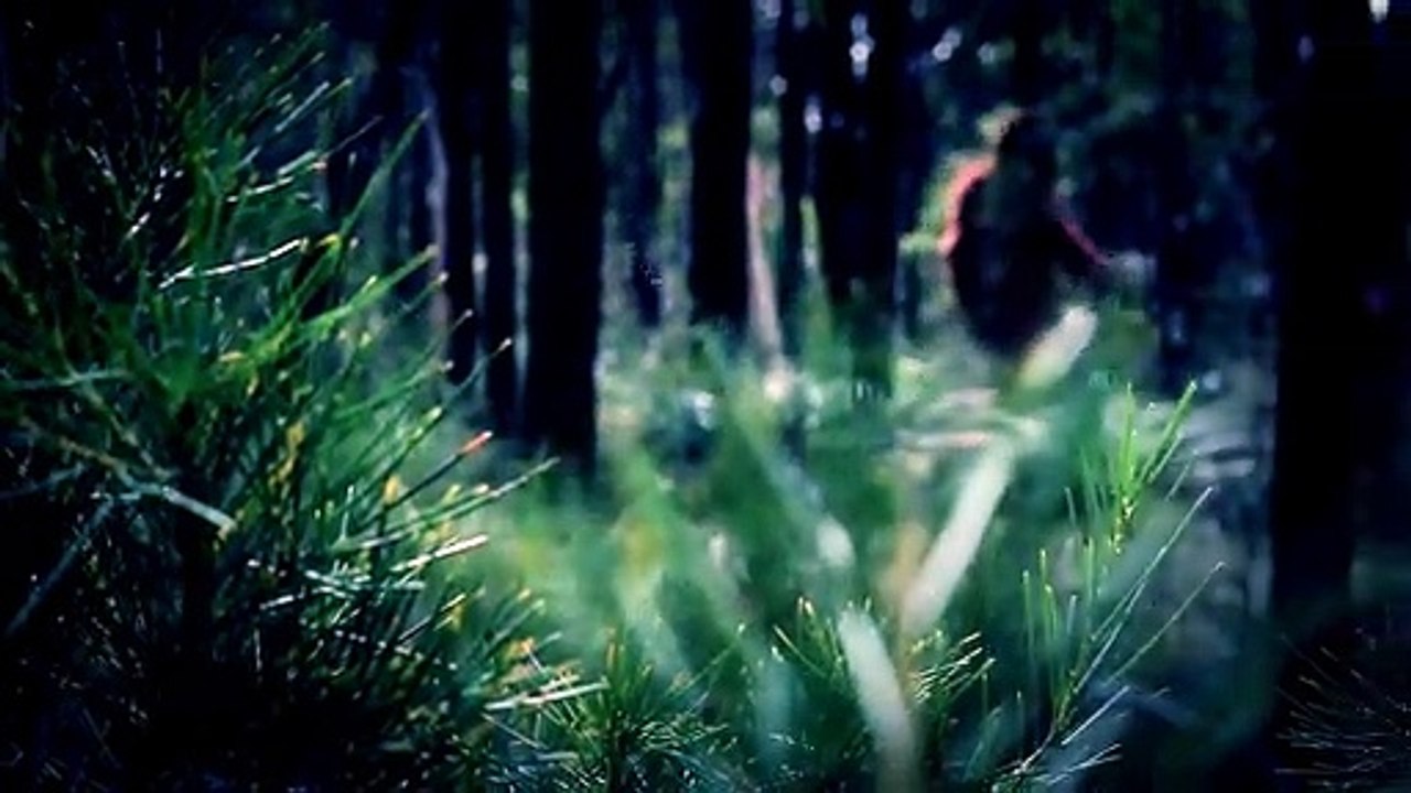 Was That A Bear Or A Bigfoot?