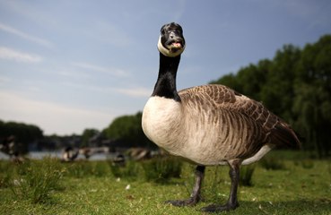 Man takes pet geese to his local pub