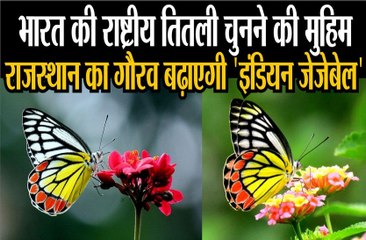 भारत की राष्ट्रीय तितली चुनने की मुहिम, राजस्थान का गौरव बढ़ाएगी इंडियन जेजेबेल