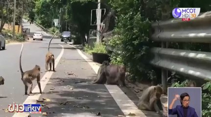 เตือนภัย! ลิงเขาสามมุขกัด