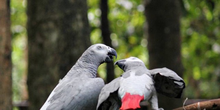 Des perroquets exclus d'un parc animalier pour une raison incroyable
