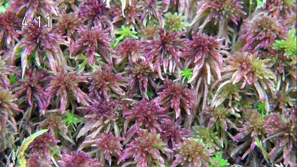 さわやか自然百景「夏　北海道　然別湖」