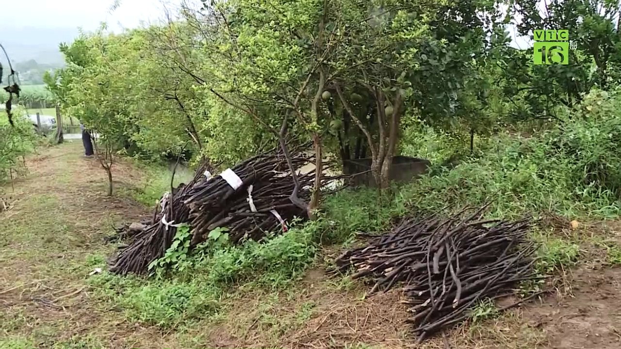 Dịch bệnh bủa vây: Nông dân rơi vào điệp khúc "trồng - chặt" | VTC16