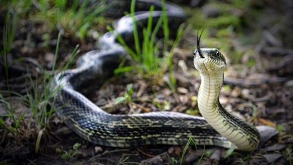 Why Snake Has Two Tongues