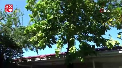 Baba mirası ağacı kesmeye kıyamadı, 8 yıldır evinin içerisinde ağaçla yaşıyor