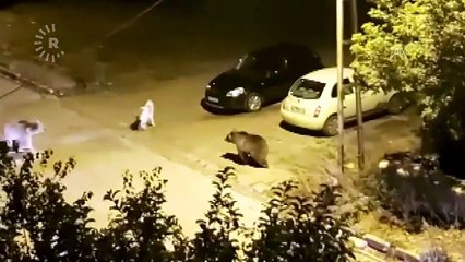 Kars'ta Bozayı Kameralara El Salladı!