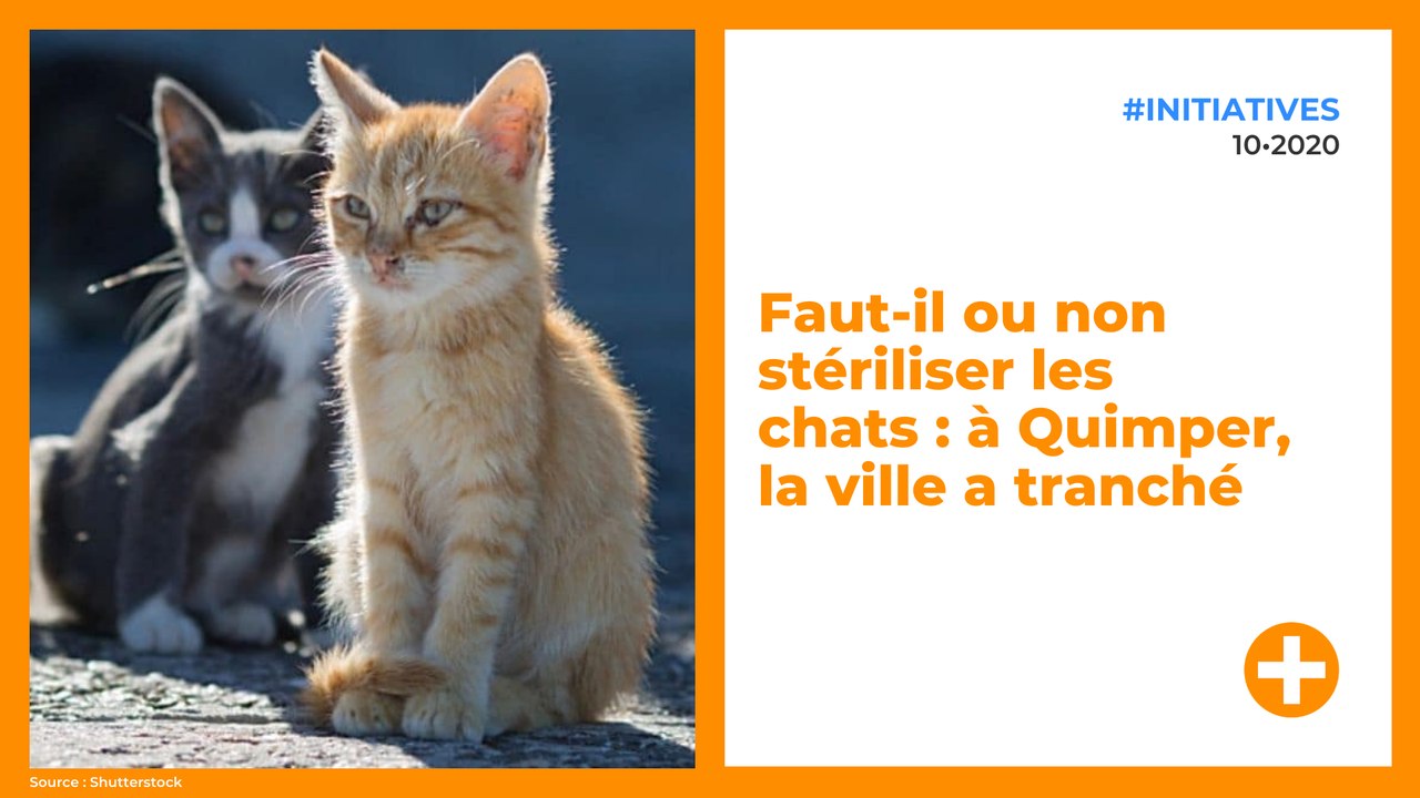 Faut-il ou non stériliser les chats : à Quimper, la ville a tranché