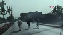 Bursa'da başıboş atlar, caddede koştu