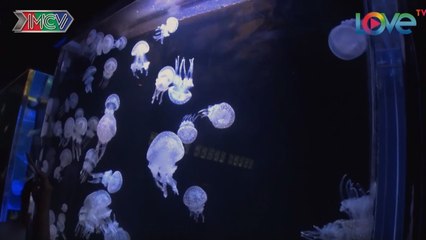 Xuống đáy ĐẠI DƯƠNG ngay tại THỦY CUNG lớn nhất NHẬT BẢN | TKBG