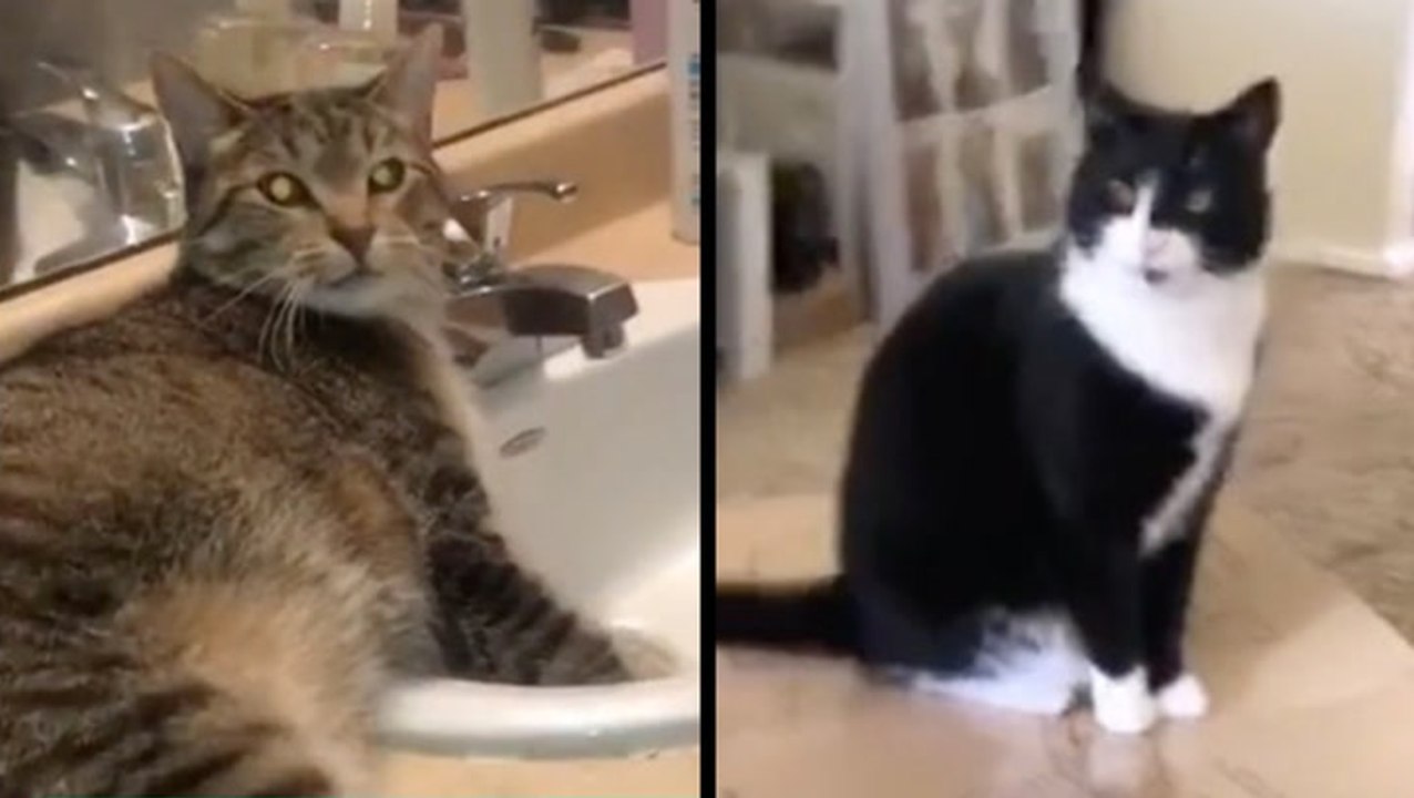 Two Adorable Kitties With A Whole Lot Of Cattitude