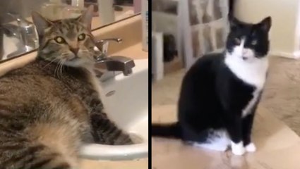 Two Adorable Kitties With A Whole Lot Of Cattitude