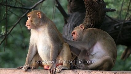 Inspection time: Female Macaque removes ticks from male's testicles