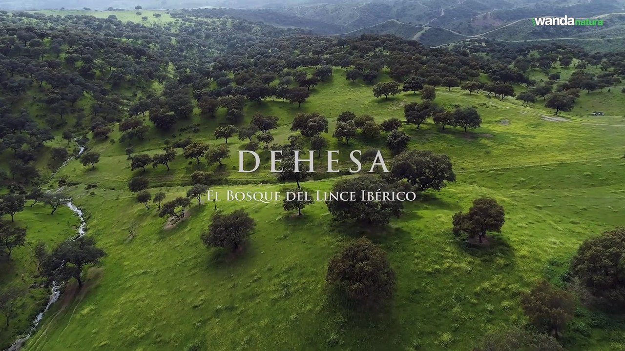 Dehesa