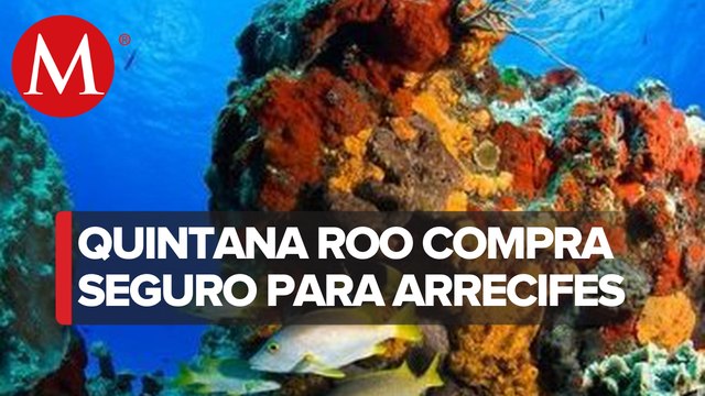 Previo a 'Delta', Quintana Roo adquirió seguro para proteger arrecifes contra huracanes