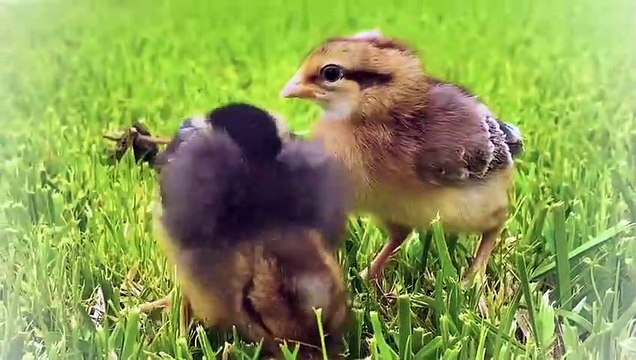Our chickens Lay Eggs for first time!