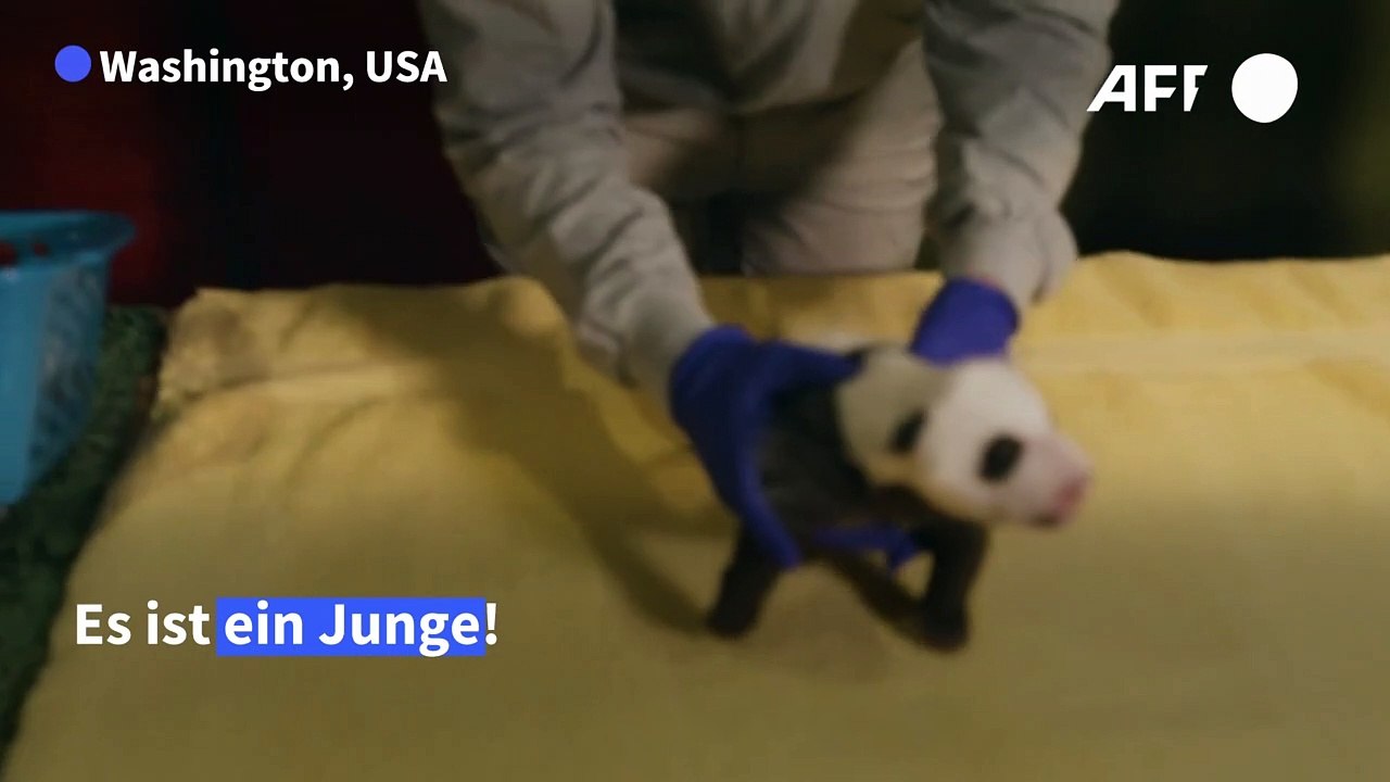 Panda-Baby in Washington gedeiht prächtig