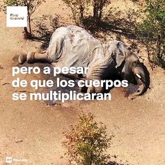 Resuelven el misterio de la muerte de elefantes en Botsuana