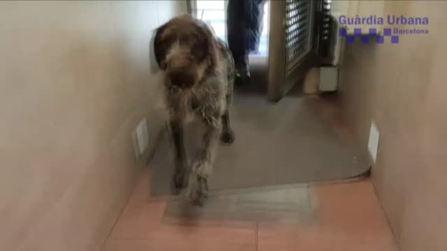 Macrooperación contra los narcopisos en El Raval de Barcelona