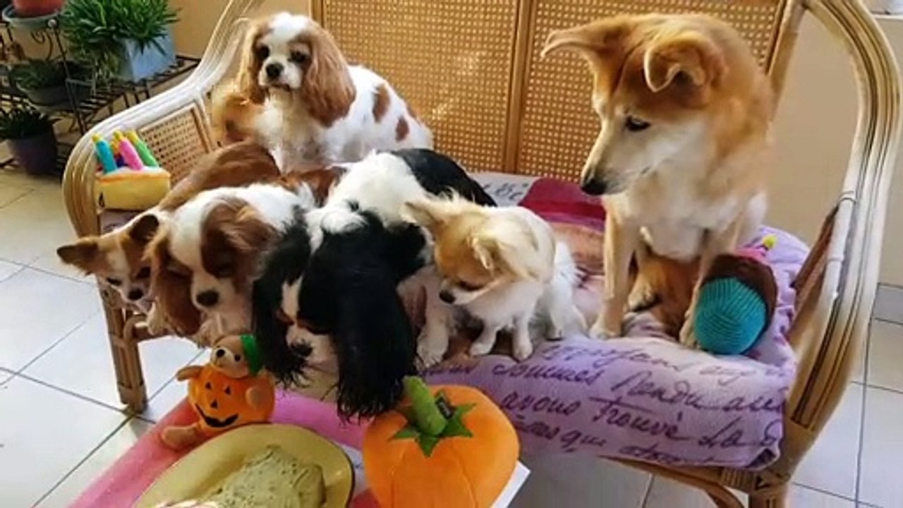 Il est bon le gateau d'anniversaire