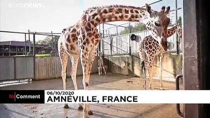 Pour la première fois en trente ans, un bébé girafe est né au zoo d'Amnéville